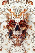 Delicate Skull by Ali Gulec Poster Image