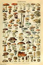 Champignon Pour Tous by Adolphe Millot Poster Image
