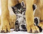 Safe & Pretty Cat Poster Image