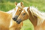 Blondes - Horses Poster Image