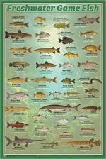 Fresh Water Game Fish Poster - 24