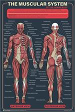 The Muscular System Poster - 24