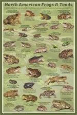 North American Frogs & Toads Poster - 24