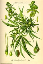 CANNIBIS SATIVA POSTER - 24