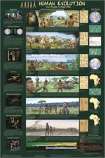 Human Evolution Educational Poster Image