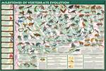 Milestones of Vertebrate Evolution Educational Poster Image