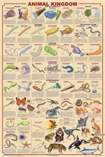 Animal Kingdom Educational Poster Image