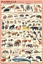 Mammals Educational Poster Image
