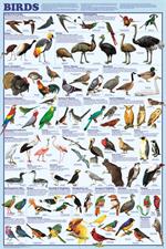 Birds Educational Poster Image