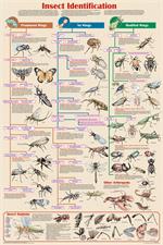 Insect Identification Educational Poster Image
