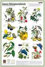 Insect Metamorphosis Educational Poster Image