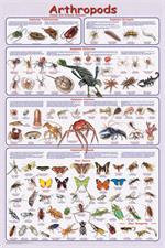 Arthropods Educational Poster Image