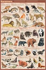 Carnivora Educational Poster Image