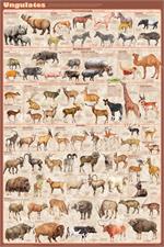 Ungulates Educational Poster Image