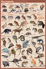 Marsupials Educational Poster Image