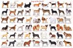 Dogs of the World Popular Breeds Educational Poster Image
