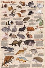 Popular Mammal Pets Educational Poster Image