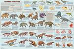 Mammal Evolution Educational Poster Image
