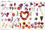 Garden Flowers Educational Poster Image