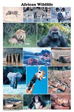 African Wildlife Photographic Poster Image
