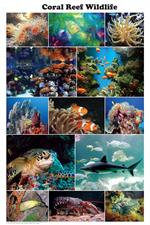 Coral Reef Wildlife Photographic Educational Poster Image