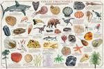 Collectible Fossils Educational Poster Image