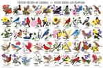 State Birds and Flowers Educational Poster Image