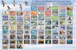 U.S. Migratory Bird Hunting and Conservation Stamps Educational Poster Image