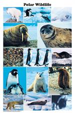 Polar Wildlife Photographic Poster Image