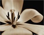 White Flower Poster