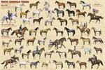 North American Horses Educational Poster Image