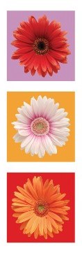 Daisies - Red, White & Orange Slim Print - 12