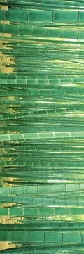 Bamboo Forest Slim Print - 12