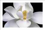 Magnolia  Poster - 24