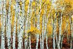 Aspen Grove Yellow Poster - 24