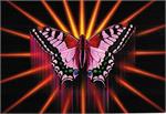 Postcard - Butterfly Rising Image