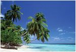 Leaning Palm Tree - POSTER - 36