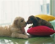 Puppies Poster Image