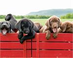 Puppies Too Poster Image