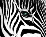 Zebra Stripes Poster Image